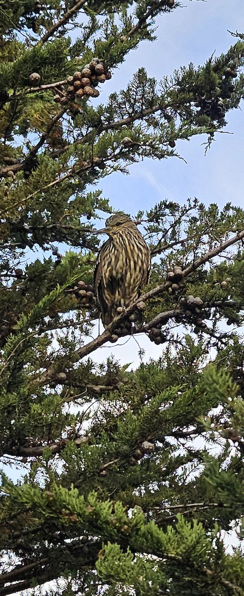 Black-crowned Night Heron - ML618846285