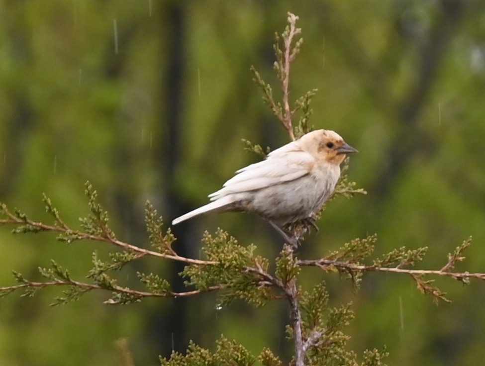 Brown-headed Cowbird - Geoff Carpentier