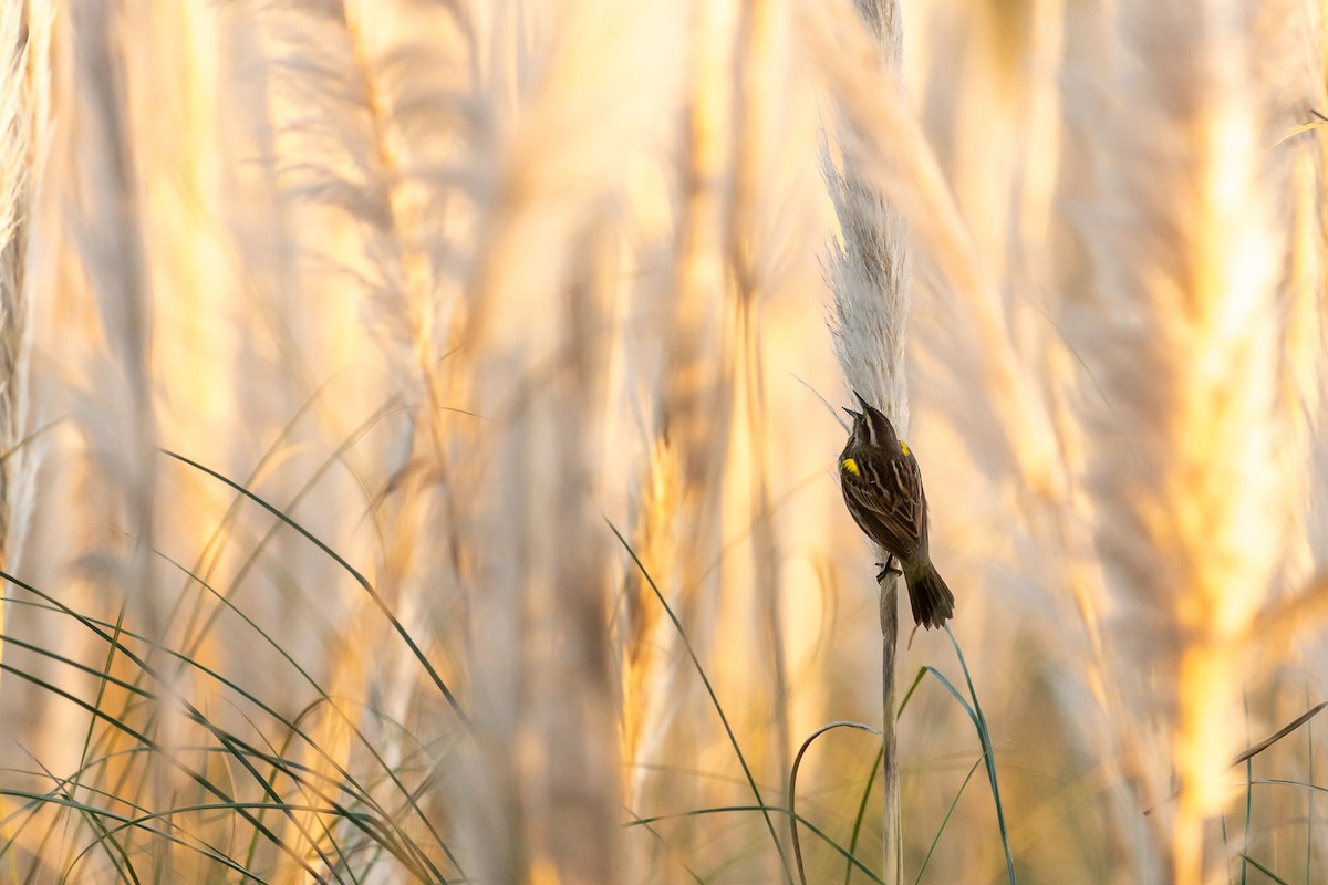 Yellow-winged Blackbird - ML618846293