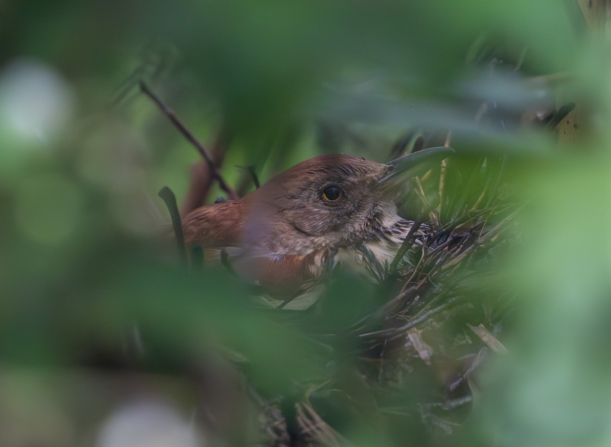 Brown Thrasher - Julie Davis