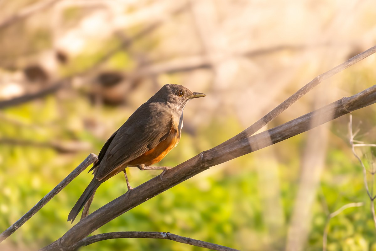 Rufous-bellied Thrush - ML618846304