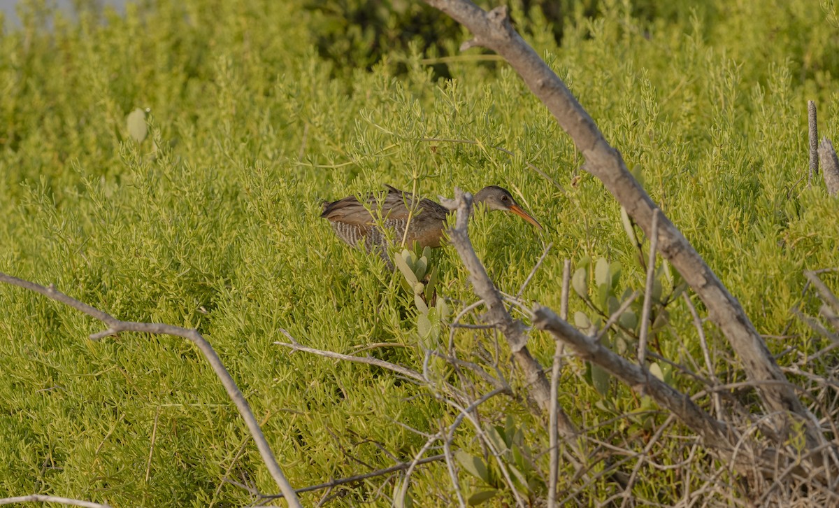 Clapper Rail (Yucatan) - Rolando Tomas Pasos Pérez