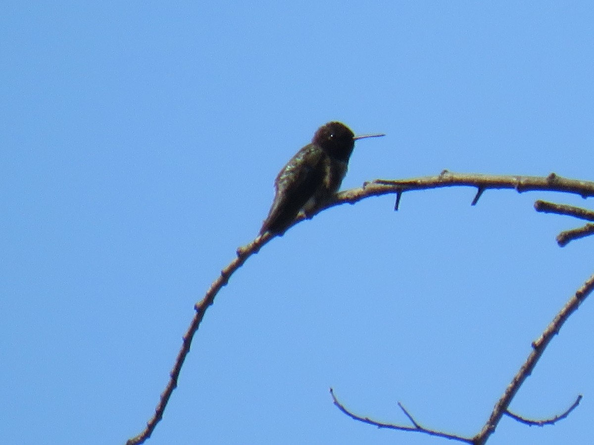 Costa's Hummingbird - ML618846314