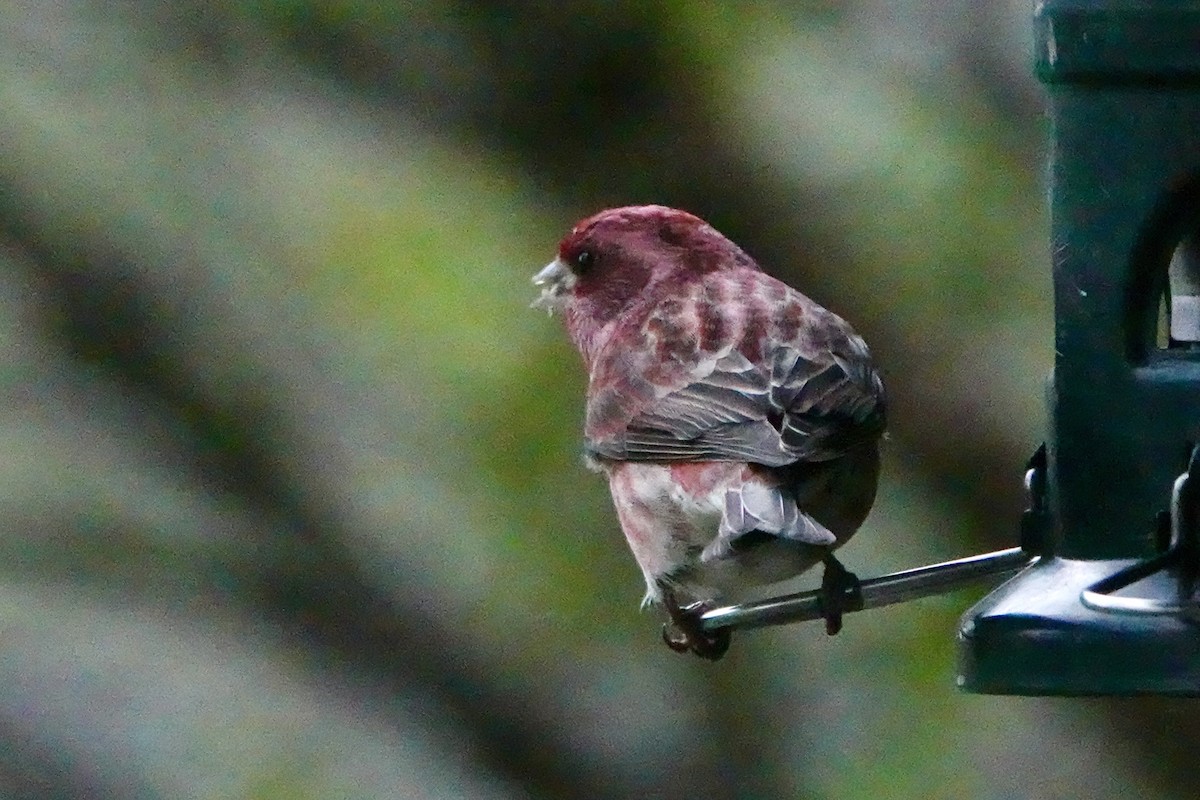 Purple Finch - André BERNARD