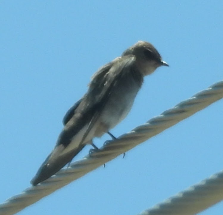 Northern Rough-winged Swallow - Julie Furgason