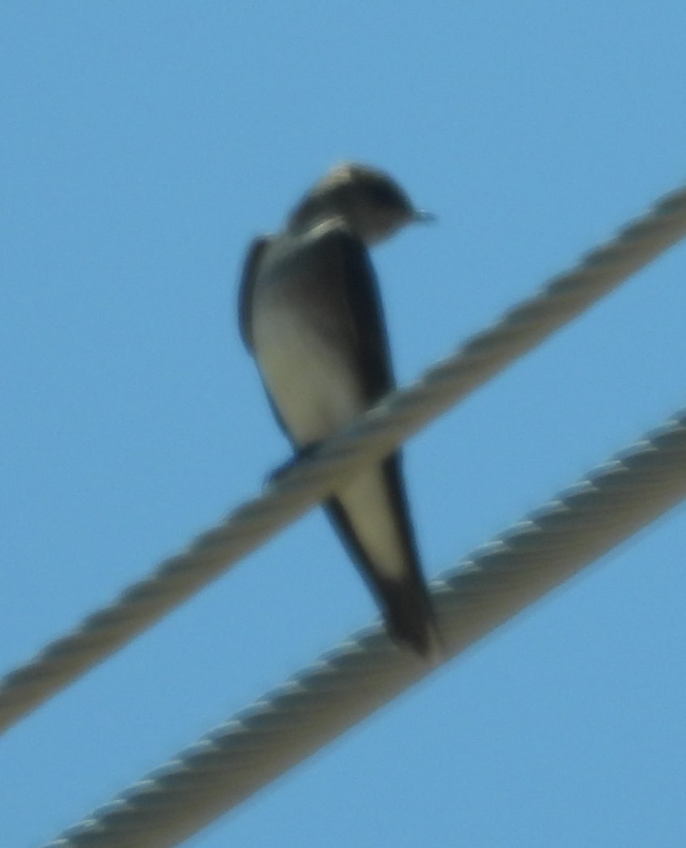 Northern Rough-winged Swallow - Julie Furgason