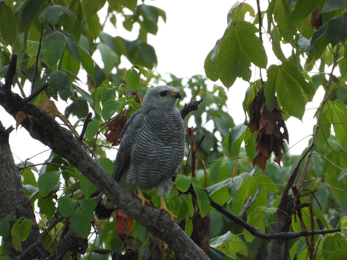 Gray-lined Hawk - Francisco Sornoza