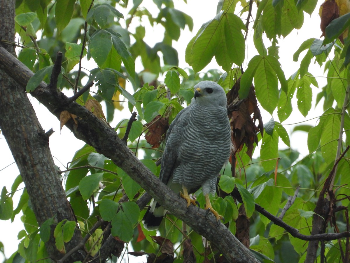 Gray-lined Hawk - Francisco Sornoza