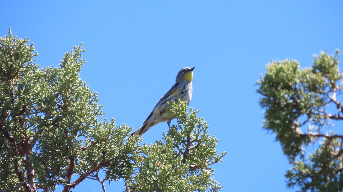 Yellow-rumped Warbler - Anne (Webster) Leight