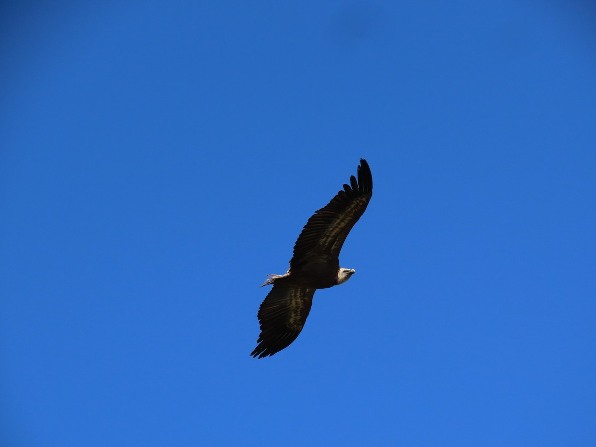 Eurasian Griffon - Clemente Álvarez Usategui