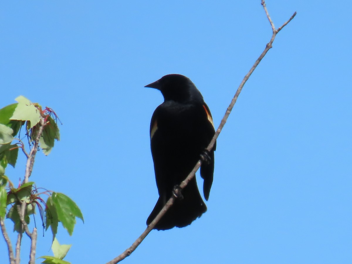 Red-winged Blackbird - ML618846369