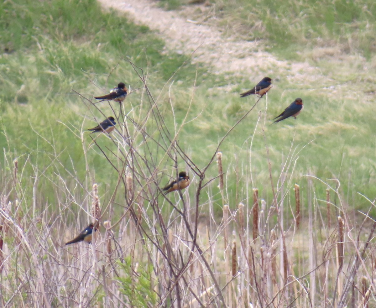 Barn Swallow - Mike Chen