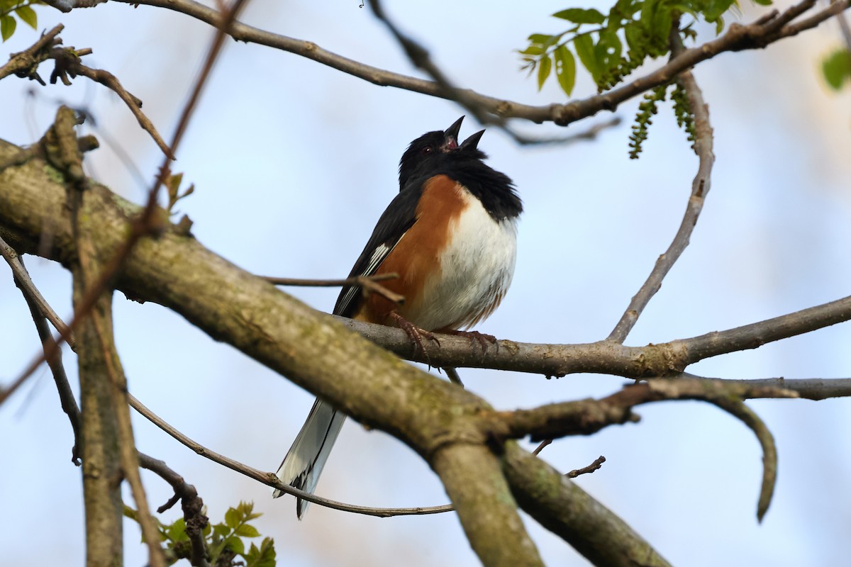 Eastern Towhee - David Bird