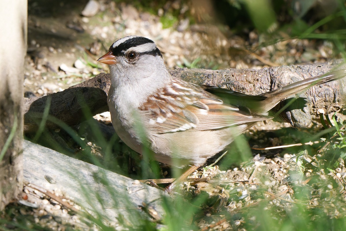 White-crowned Sparrow - Joel Marcinik