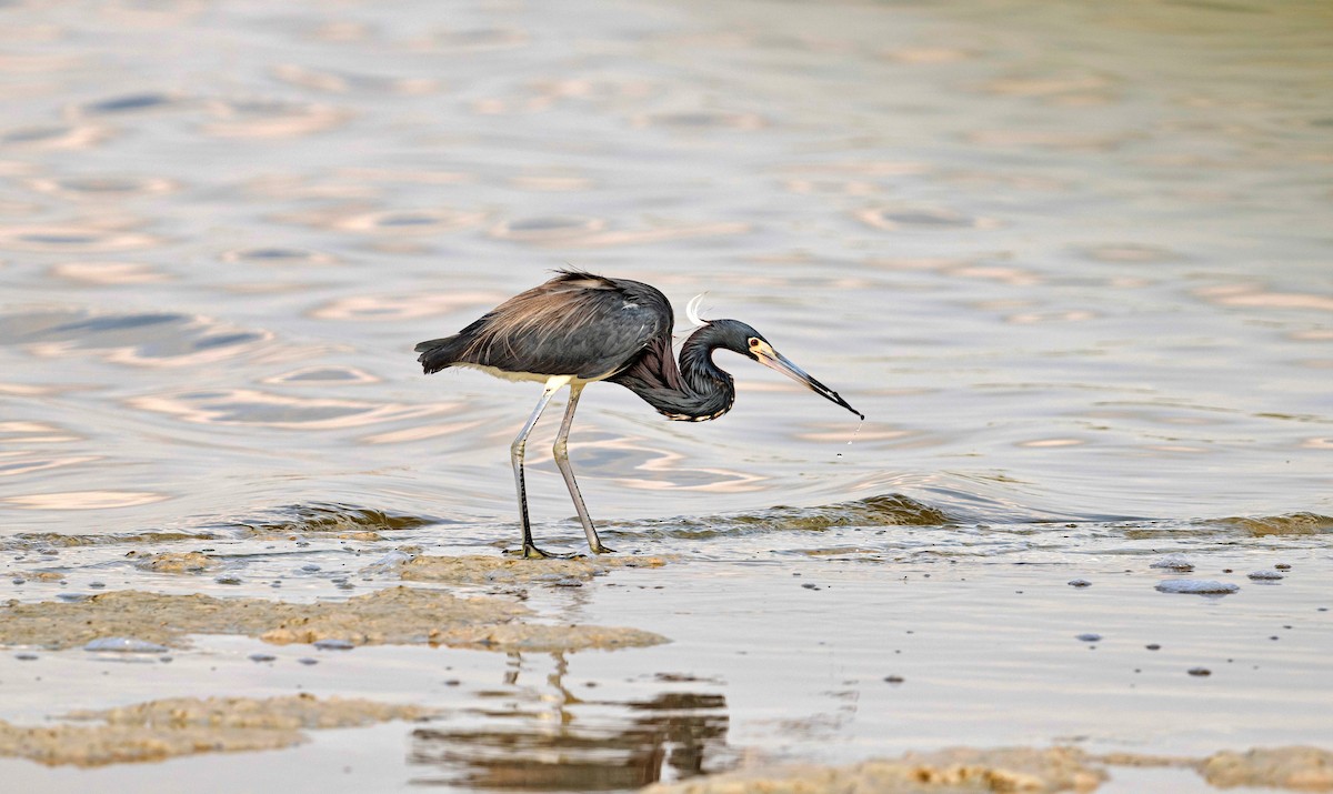 Tricolored Heron - Rolando Tomas Pasos Pérez