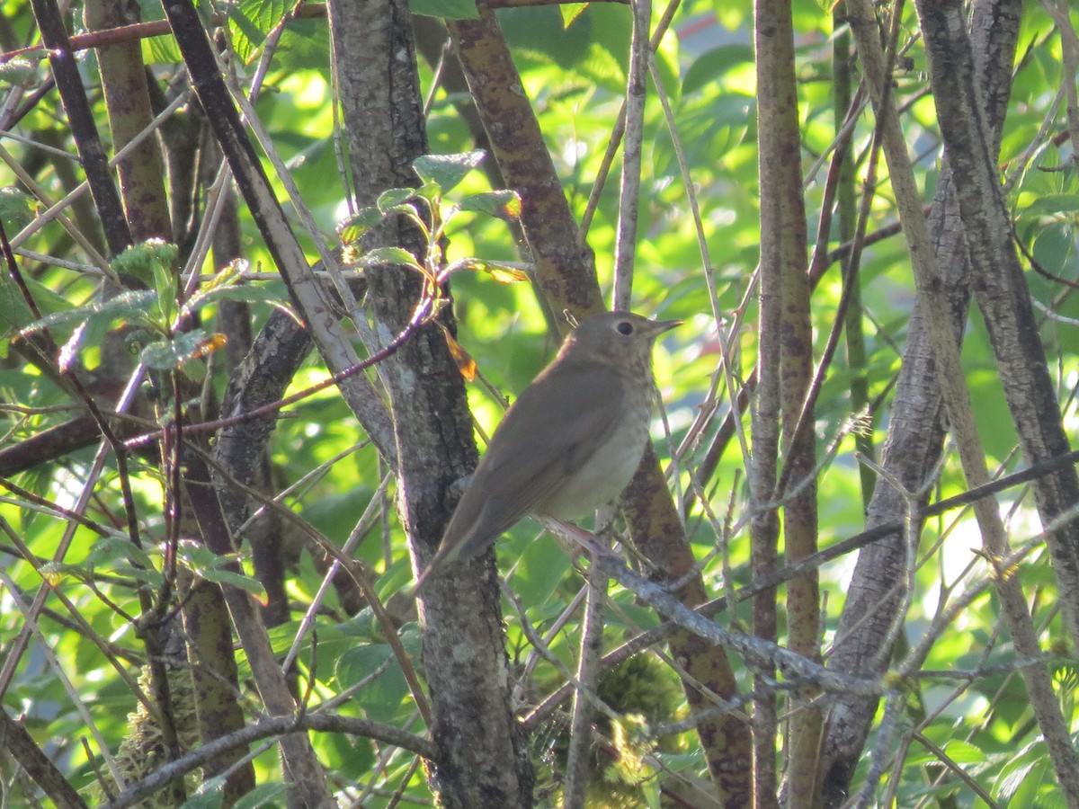 Swainson's Thrush - Sarah Peden