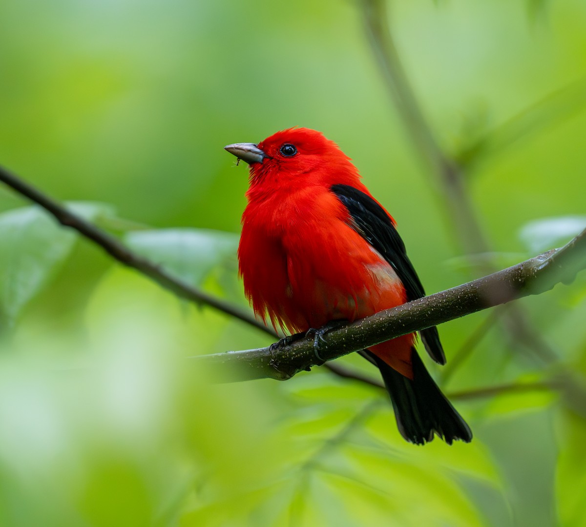 Scarlet Tanager - Julie Davis