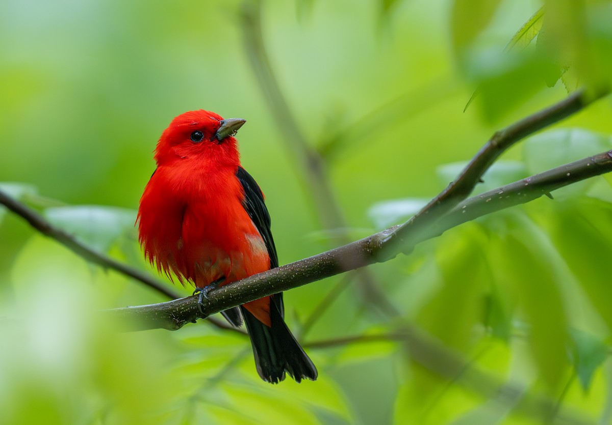 Scarlet Tanager - Julie Davis