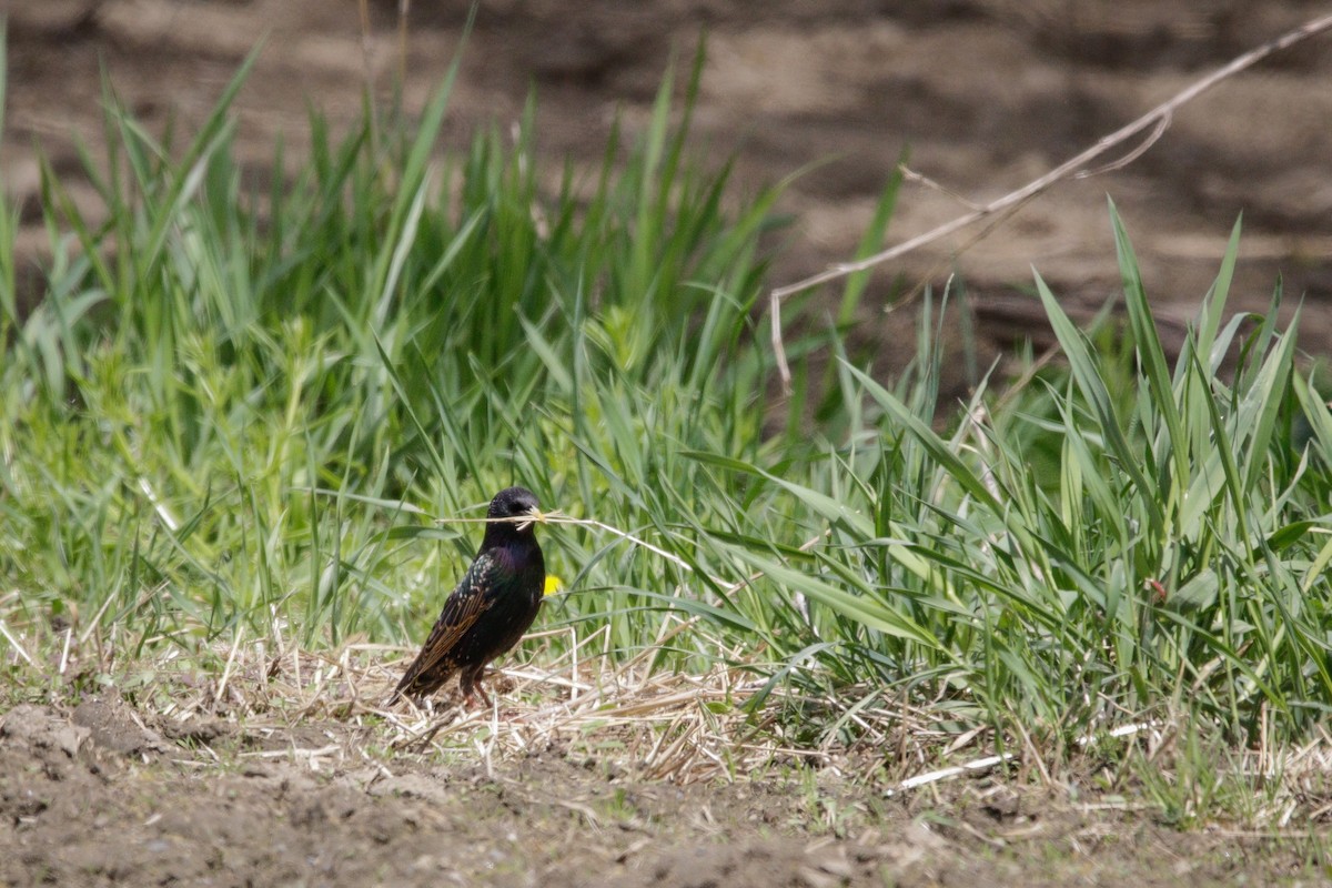 European Starling - Catherine Holland