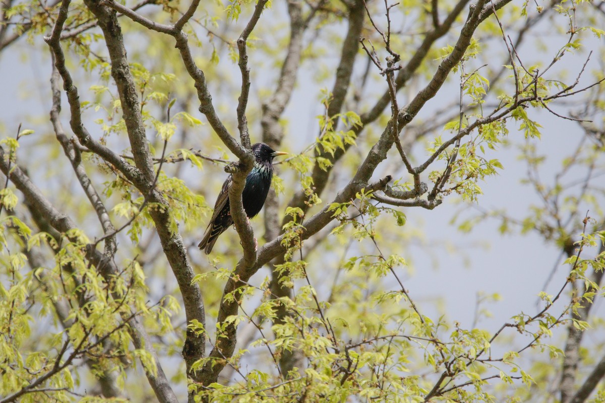 European Starling - Catherine Holland