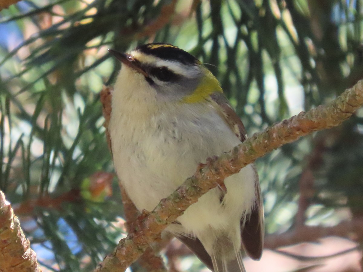 Common Firecrest - Clemente Álvarez Usategui