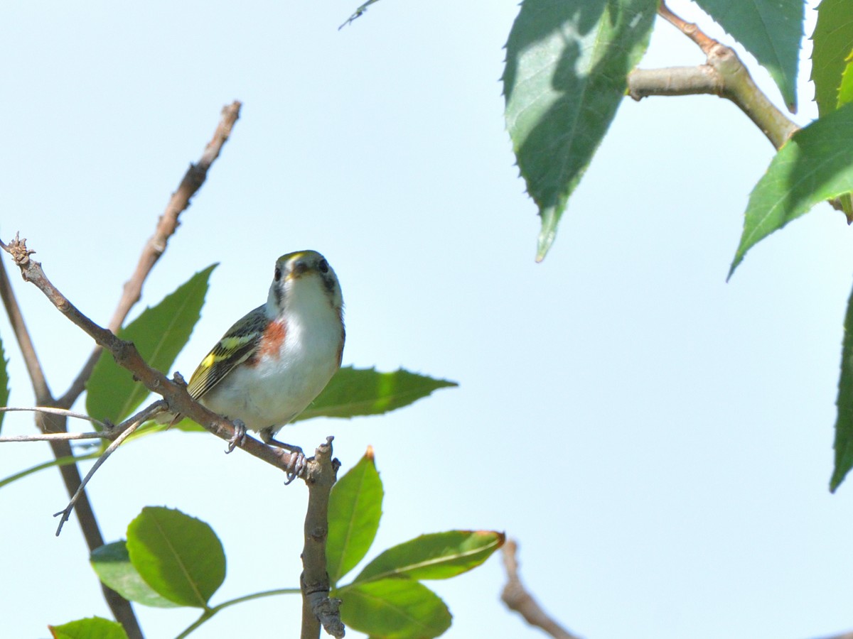 Chestnut-sided Warbler - Isain Contreras