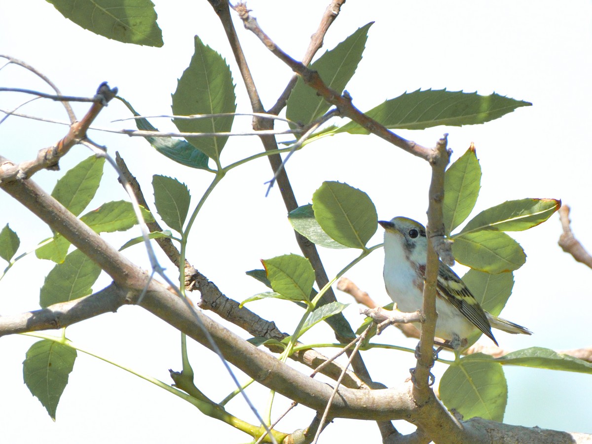 Chestnut-sided Warbler - Isain Contreras