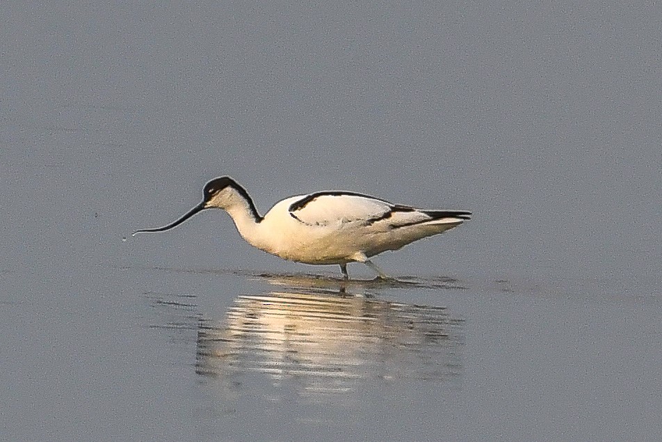 Pied Avocet - Bill Asteriades