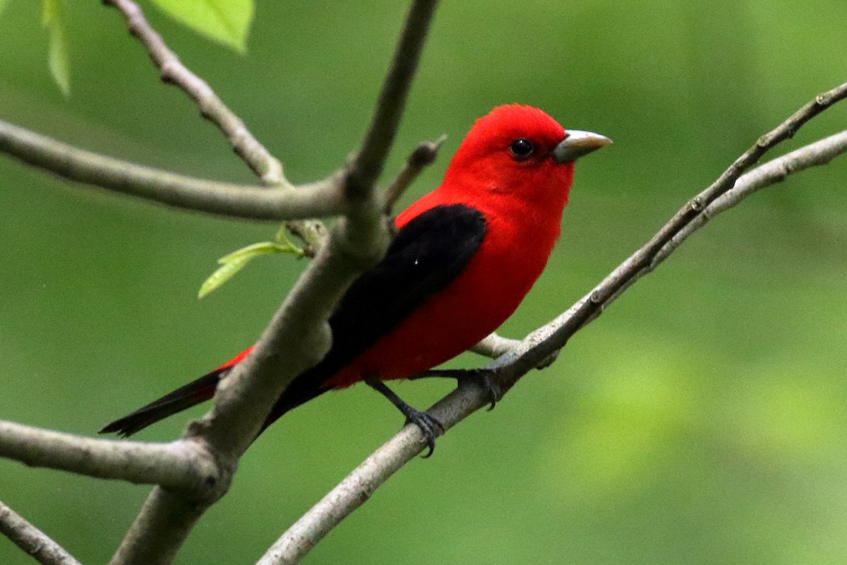 Scarlet Tanager - John Manger