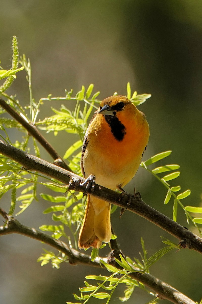 Bullock's Oriole - Sue Foster