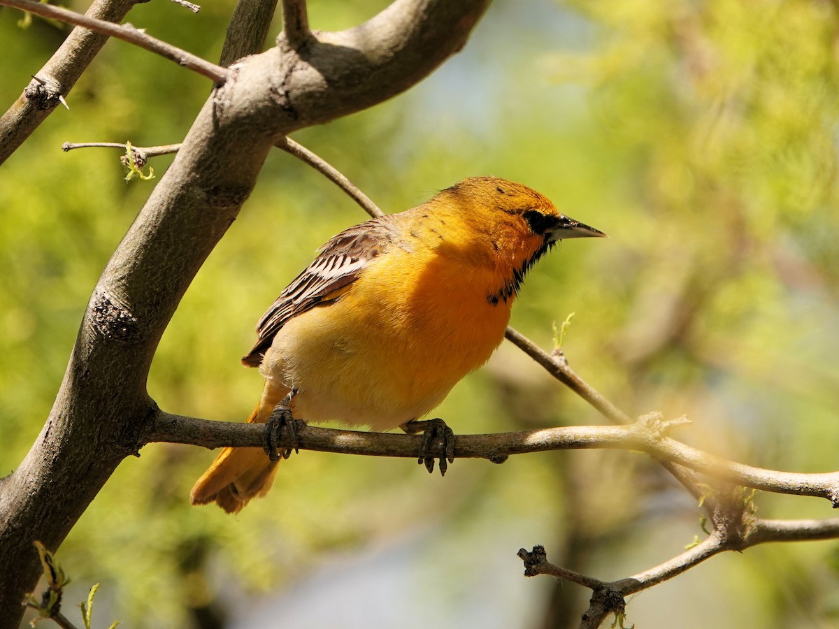 Bullock's Oriole - Sue Foster