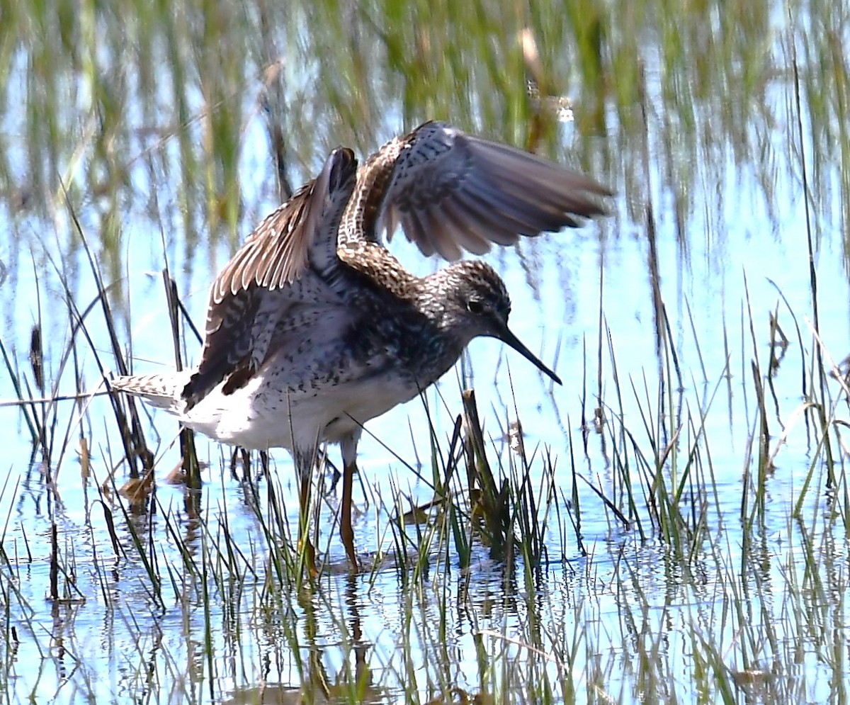 Lesser Yellowlegs - ML618846457