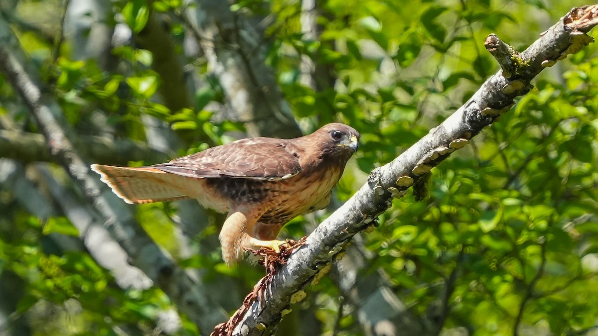 Red-tailed Hawk - ML618846459