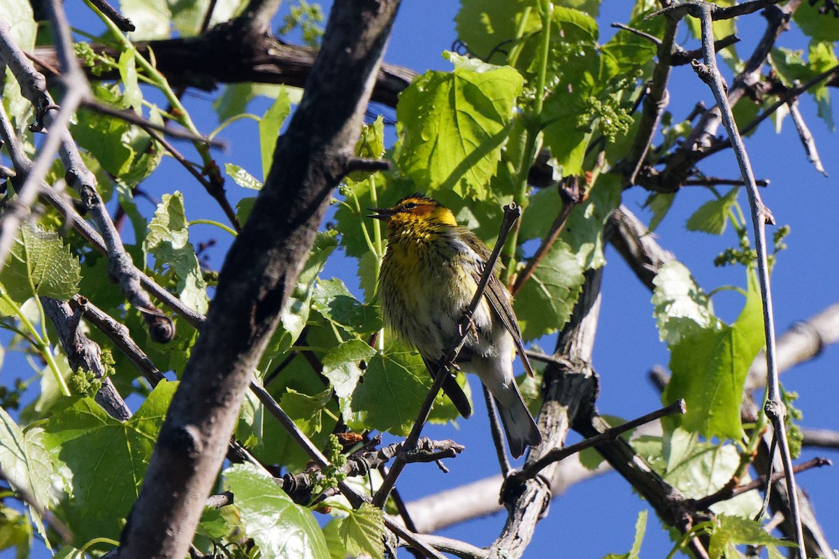Cape May Warbler - ML618846462
