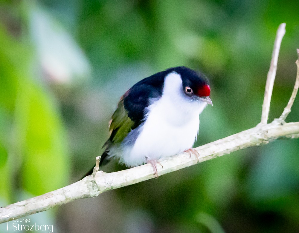 Pin-tailed Manakin - George Strozberg