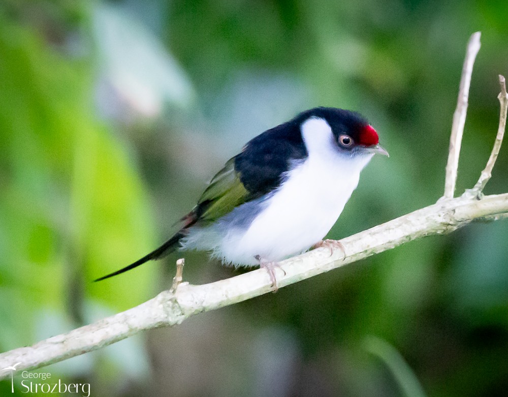 Pin-tailed Manakin - George Strozberg