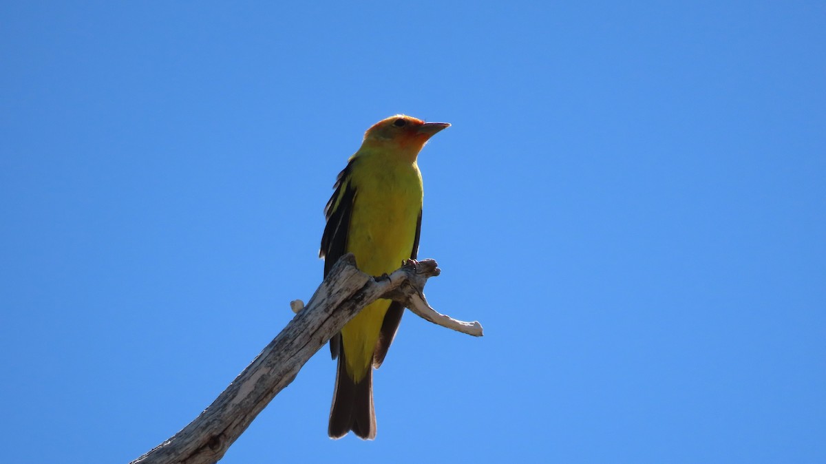 Western Tanager - Anne (Webster) Leight