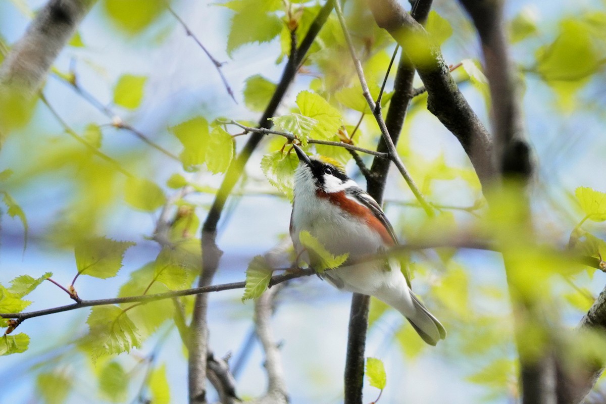 Chestnut-sided Warbler - Louise Courtemanche 🦅