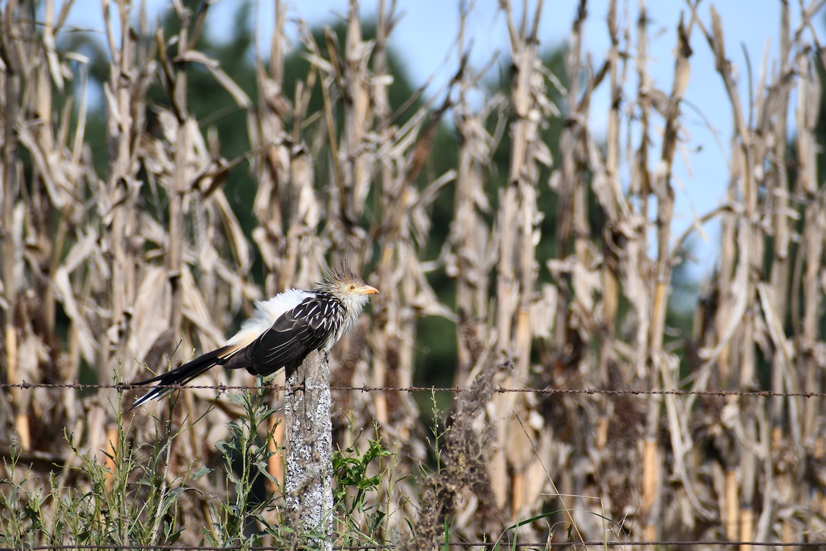 Guira Cuckoo - ML618846481