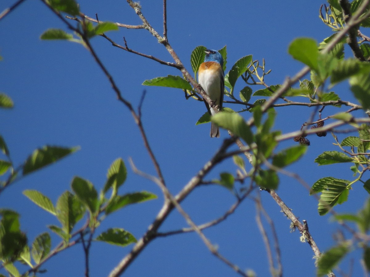 Lazuli Bunting - Sarah Peden