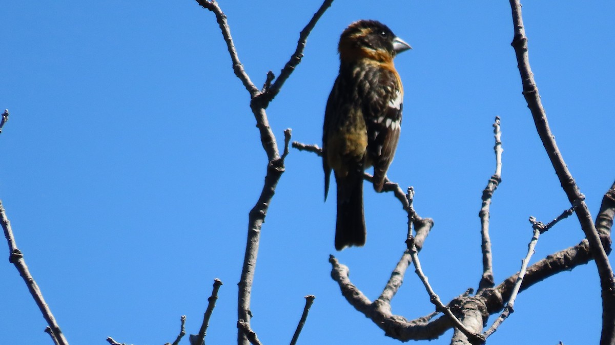 Black-headed Grosbeak - Anne (Webster) Leight