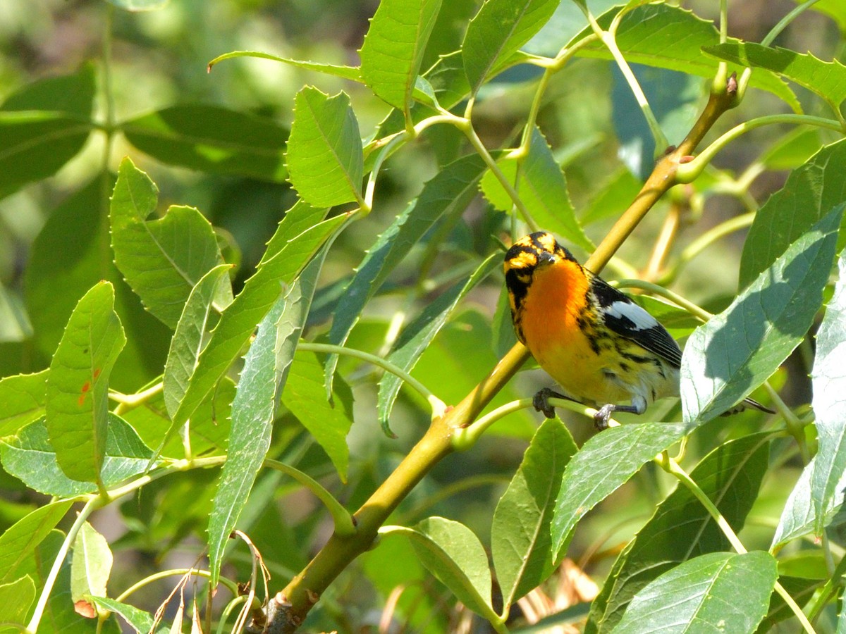 Blackburnian Warbler - Isain Contreras