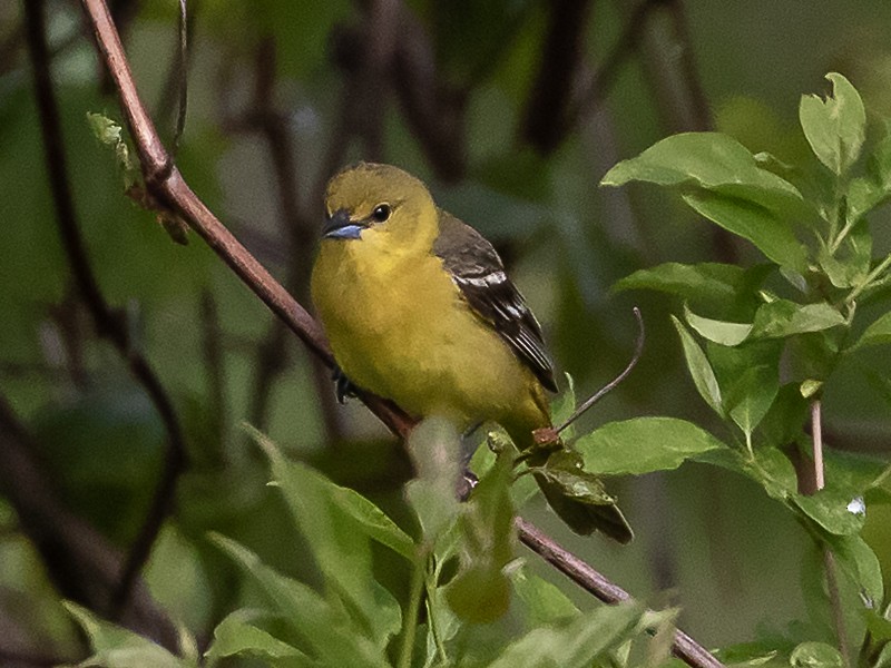 Orchard Oriole - Wade & Melissa Rowley