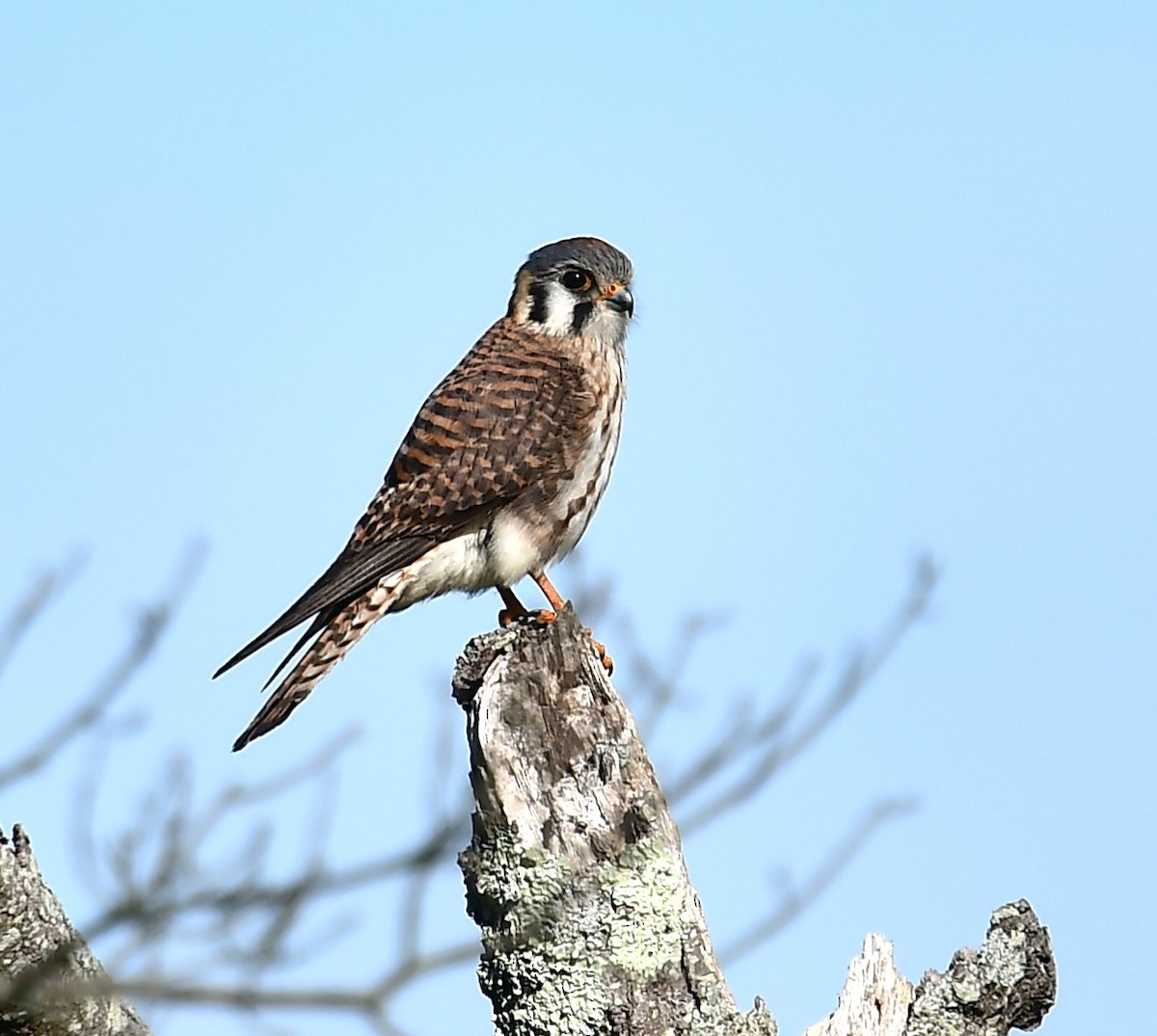 American Kestrel - MJ Heatherington