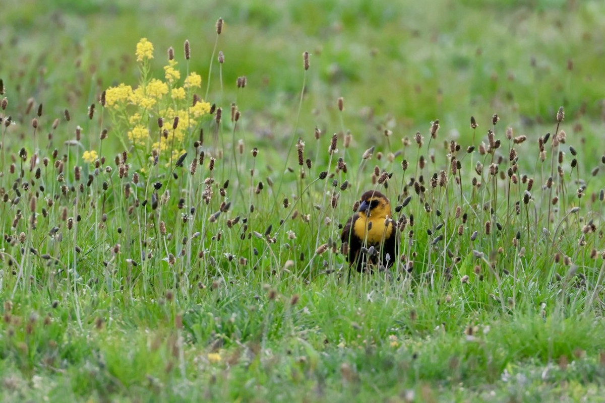 Yellow-headed Blackbird - ML618846519