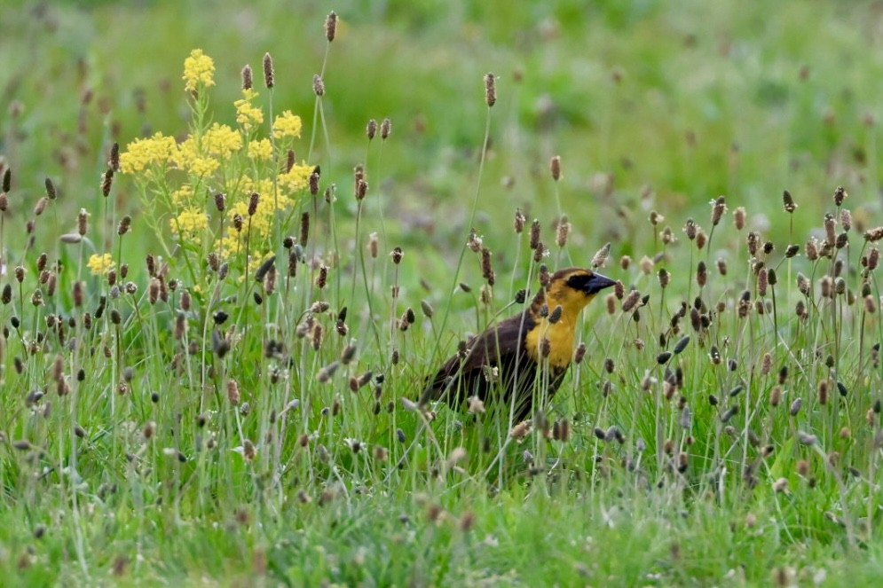 Yellow-headed Blackbird - M B K