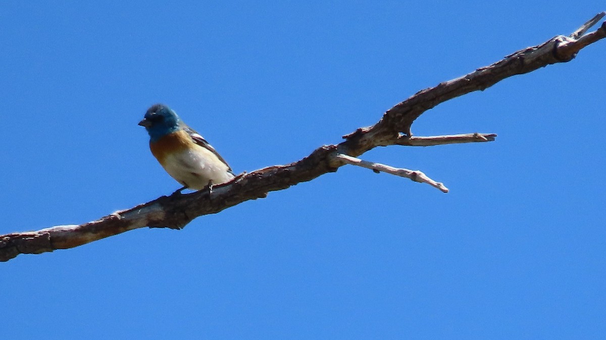 Lazuli Bunting - Anne (Webster) Leight