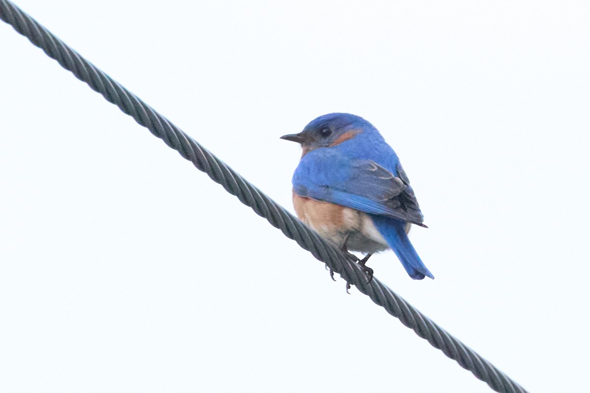 Eastern Bluebird - David Bird