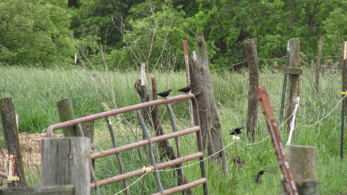 Brown-headed Cowbird - ML618846540