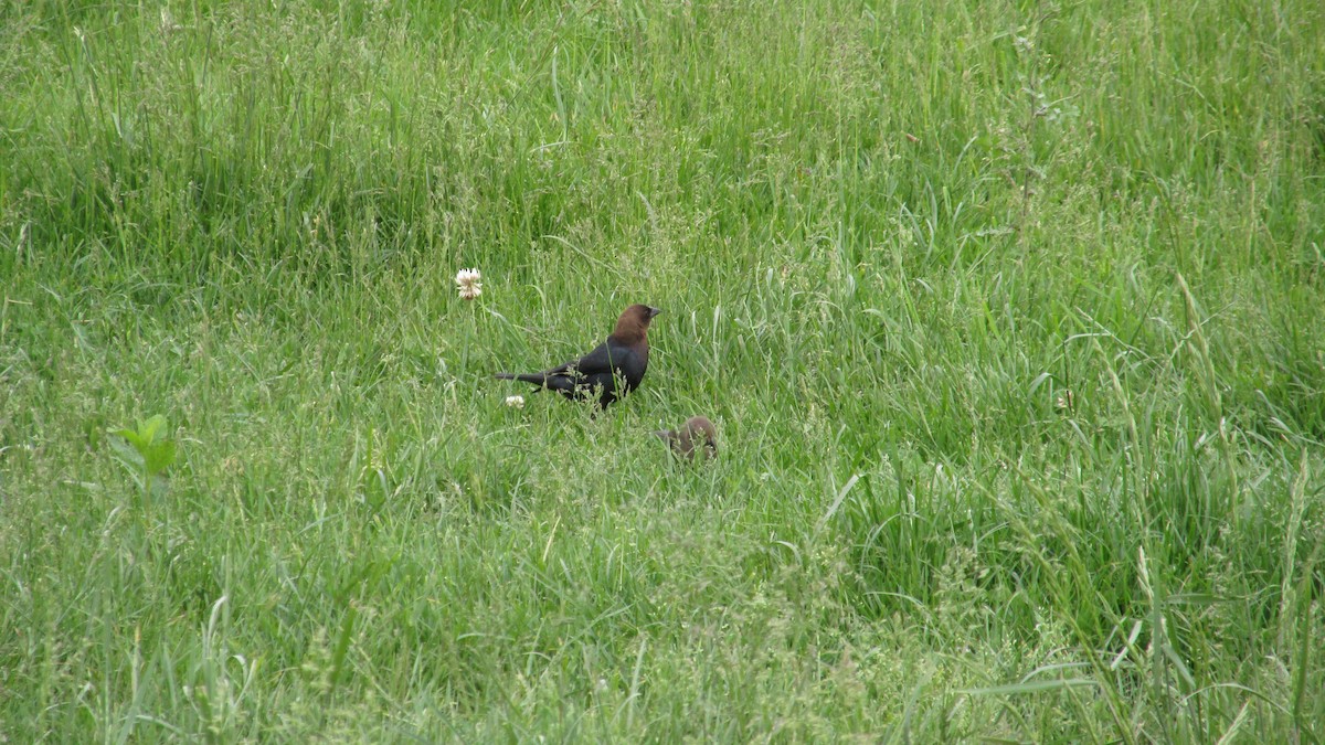 Brown-headed Cowbird - ML618846541